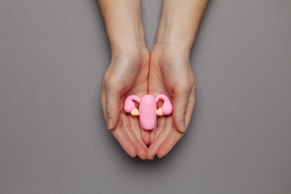 tempsure-vitalia-treatment Hands holding a model of the female reproductive system, symbolizing TempSure Vitalia vaginal rejuvenation treatment.